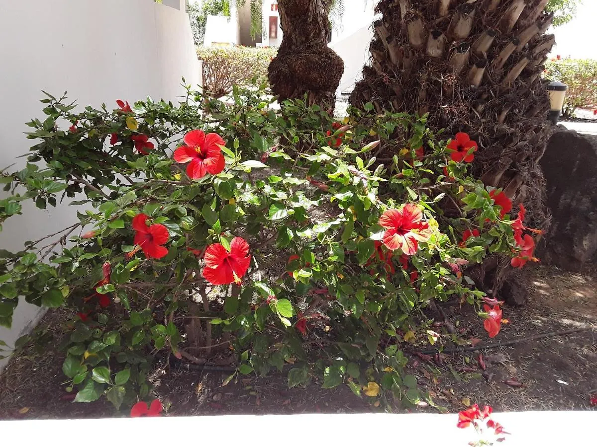 Le Parisien Apartment Costa Teguise 0*,  Spain
